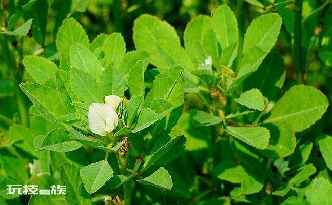 香草是什么植物(苦豆的特点及作用介绍)-图片2